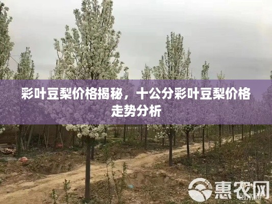 彩叶豆梨价格揭秘，十公分彩叶豆梨价格走势分析