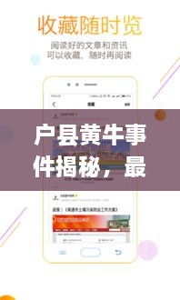 户县黄牛事件揭秘，最新新闻头条聚焦热点