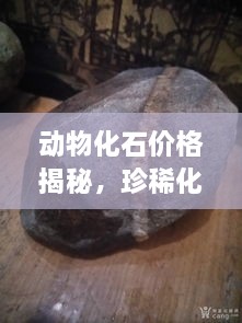 动物化石价格揭秘，珍稀化石价值与收藏指南