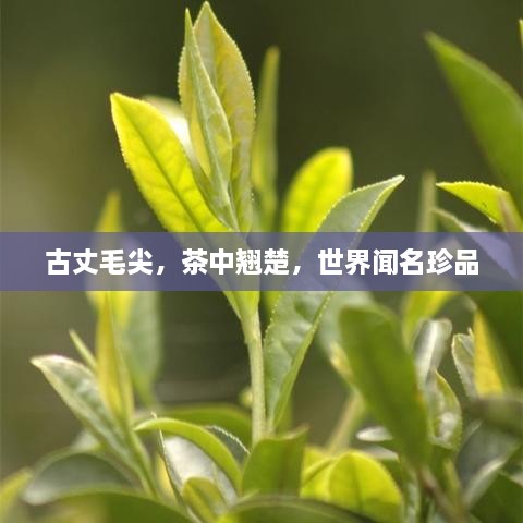 古丈毛尖，茶中翘楚，世界闻名珍品