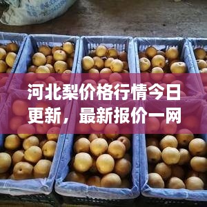 河北梨价格行情今日更新，最新报价一网打尽