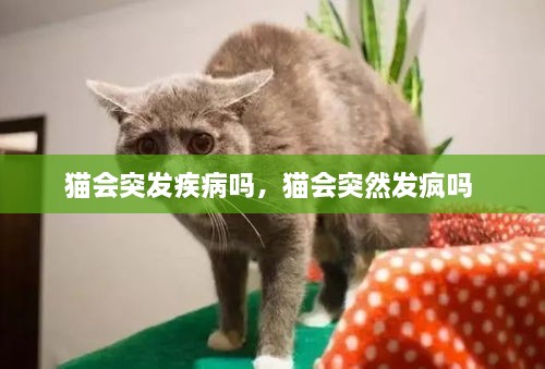 猫会突发疾病吗，猫会突然发疯吗 