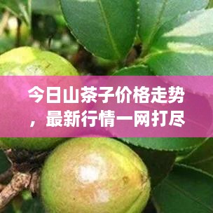 今日山茶子价格走势，最新行情一网打尽