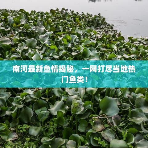 南河最新鱼情揭秘，一网打尽当地热门鱼类！