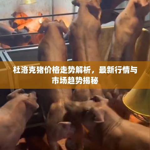 杜洛克猪价格走势解析，最新行情与市场趋势揭秘