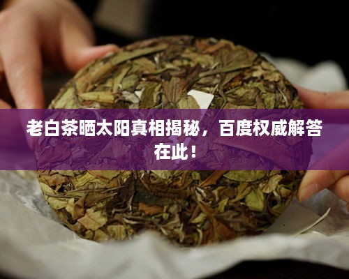 老白茶晒太阳真相揭秘，百度权威解答在此！