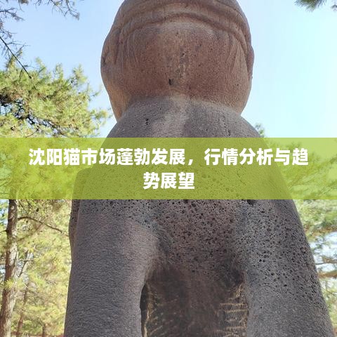 沈阳猫市场蓬勃发展，行情分析与趋势展望