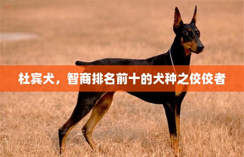 杜宾犬，智商排名前十的犬种之佼佼者