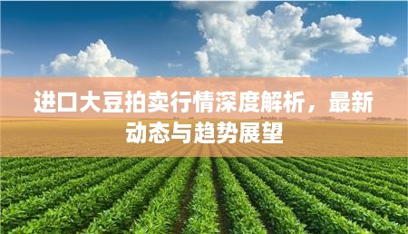 进口大豆拍卖行情深度解析，最新动态与趋势展望