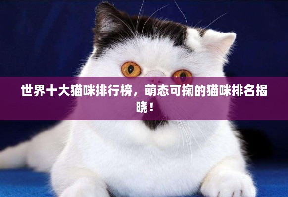 世界十大猫咪排行榜，萌态可掬的猫咪排名揭晓！