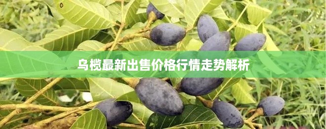 乌榄最新出售价格行情走势解析