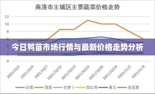 今日鸭苗市场行情与最新价格走势分析