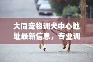 大同宠物训犬中心地址最新信息，专业训练师指导，一站式服务体验