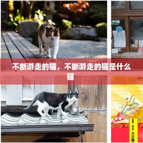 不断游走的猫，不断游走的猫是什么猫 