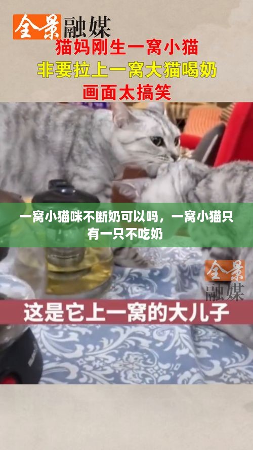 一窝小猫咪不断奶可以吗，一窝小猫只有一只不吃奶 