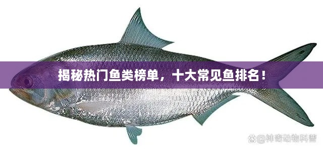 揭秘热门鱼类榜单，十大常见鱼排名！
