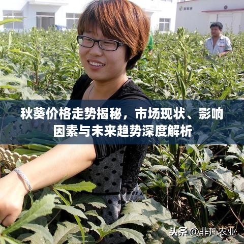秋葵价格走势揭秘，市场现状、影响因素与未来趋势深度解析